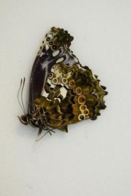 Nymphalis cyanomelas