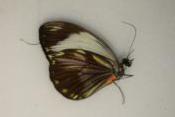 Pieribalia viardi rubecula femelle A-