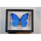 Morpho anaxibia male