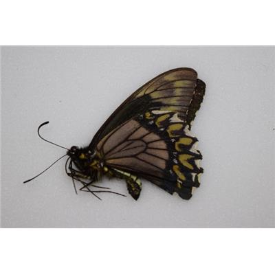 Battus madyes tucumanus male