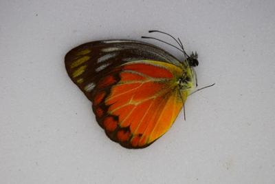 Cepora temena ssp. temena male
