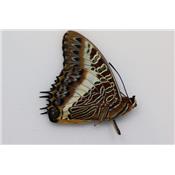 Charaxes brutus angustus