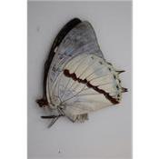 Charaxes hadrianus femelle
