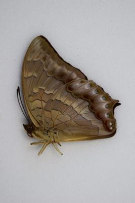 Charaxes nitebis nitebis male