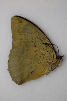 Charaxes pytodorus occidens femelle