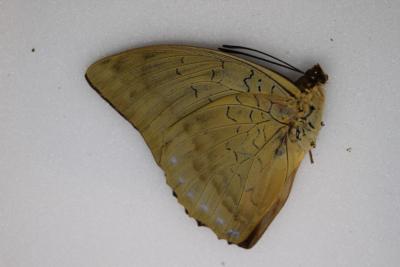 Charaxes pytodorus occidens male