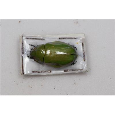 Chrysina peruviana mâle