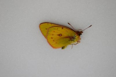 Colias vauthier male