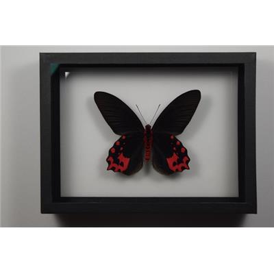 DBV Atrophaneura semperi male