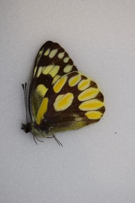 Delias battana male