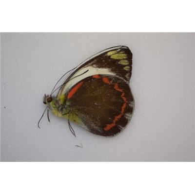 Delias funerea morotai male