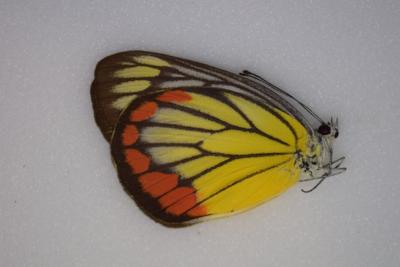 Delias hyparete hyparete femelle