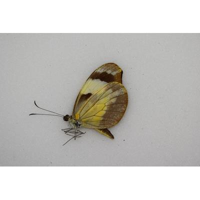 Dismorphia crisia foedora femelle