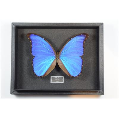 Morpho didius mâle fond noir