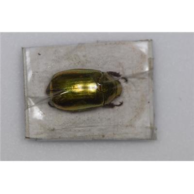 Chrysina optima gold RARE