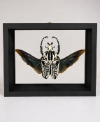 DBV Goliathus orientalis male ailes ouvertes