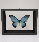 DBV Papilio zalmoxis male