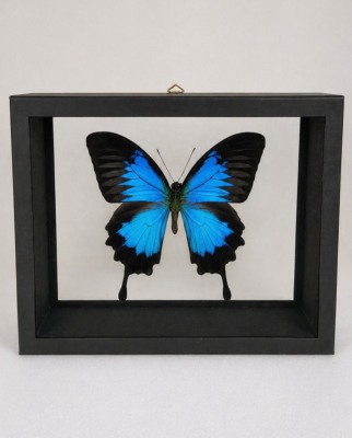 DBV Papilio ulysses mâle 