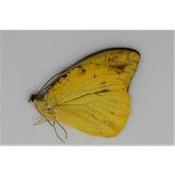 Hebomoia leucippe mâle