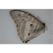 Morpho adonis femelle