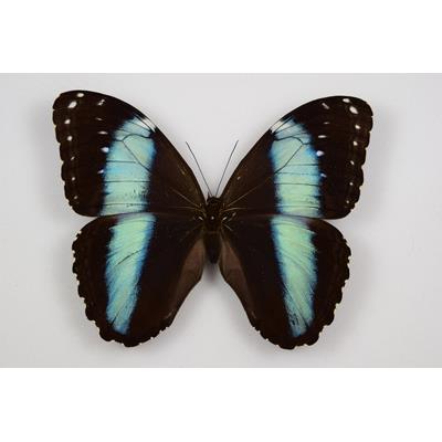 Morpho deidamia recto femelle étalé