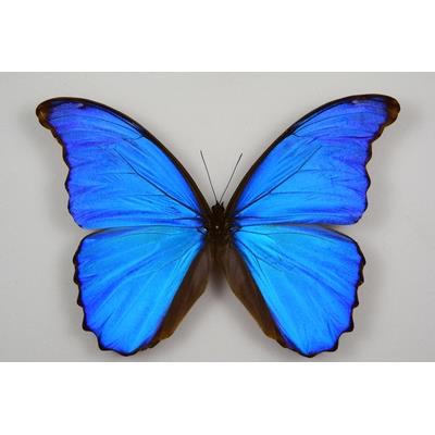 Morpho didius male étalé