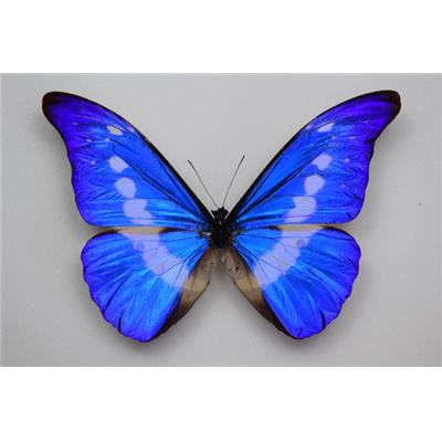 Morpho rhetenor helena mâle