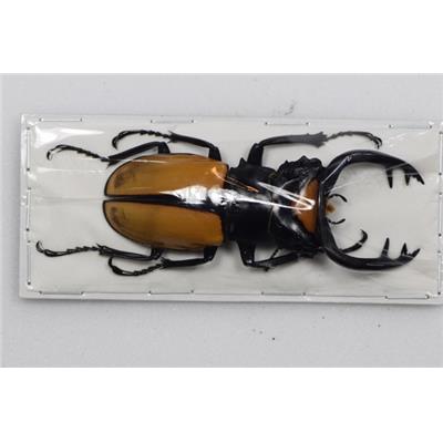 Odontolabis lacordairei + 65mm male