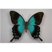 Papilio lorquilianus gelia male
