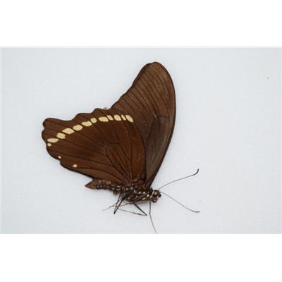 Papilio nireus