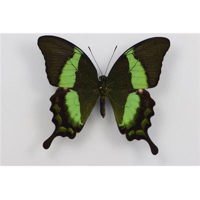 Papilio palinurus étalé