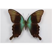 Papilio peranthus femelle étalé