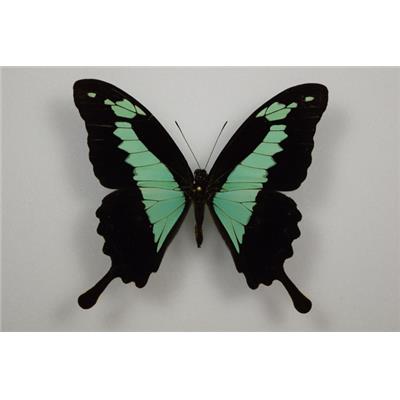 Papilio phorcas male étalé