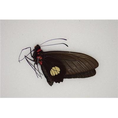 Parides bolivar couple A1