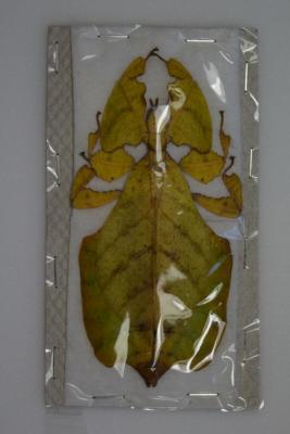Phyllium pulchrifolium femelle jaune / vert