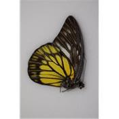 Prioneris cornelia male