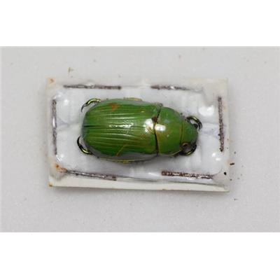 Chrysina psitaccina femelle