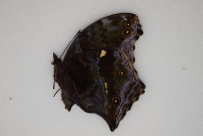 Salamis temora male