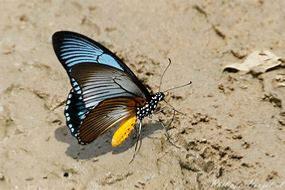 PAPILIONIDAE : Afrique, Europe