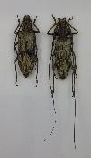 Neocerambyx gigas couple