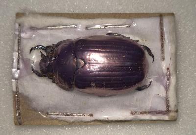 Chrysina paulseni violet male