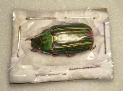 Chrysina occidentalis male