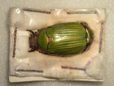 Chrysina purpurpurata male