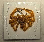 Spider orange 3/4 cm