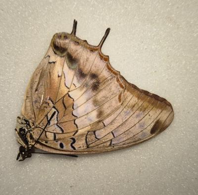 Charaxes etheocles catachrous femelle