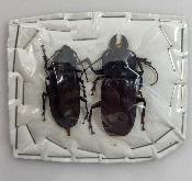 Mallondon spinibarbis couple