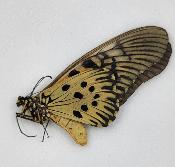 Papilio antimachus femelle
