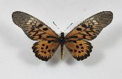 Papilio antimachus femelle