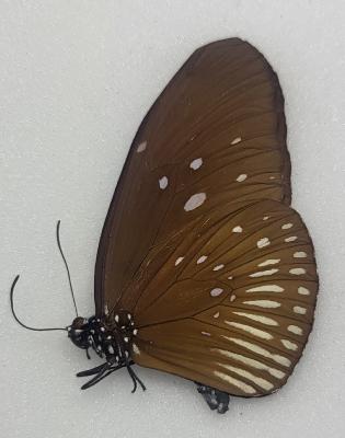 Euploea doubledayi femelle