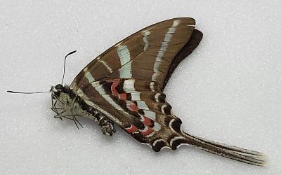 Graphium aristeus aristeus